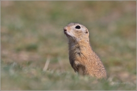 <p>SYSEL OBECNÝ (Spermophilus citellus) /European ground squirrel - Europäischer Ziesel/</p>